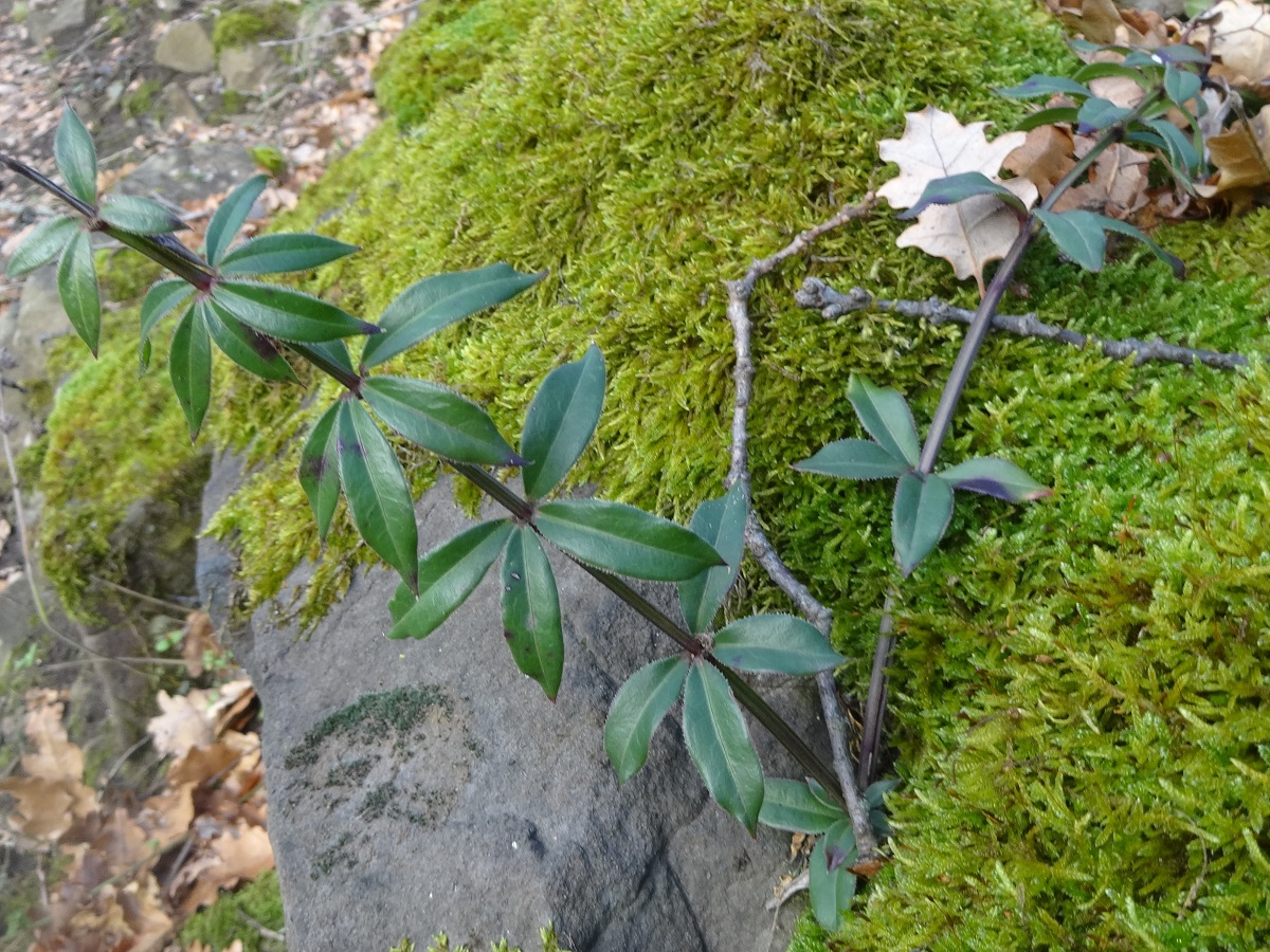 Rubia peregrina subsp. peregrina (Rubiaceae)